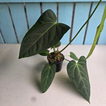Load image into Gallery viewer, #L43 Anthurium NOID
