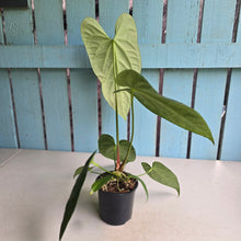 Load image into Gallery viewer, #L43 Anthurium NOID