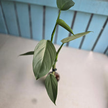 Load image into Gallery viewer, #H215 Philodendron Hastatum 'Silver Sword'