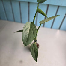 Load image into Gallery viewer, #H215 Philodendron Hastatum 'Silver Sword'