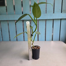 Load image into Gallery viewer, #H215 Philodendron Hastatum 'Silver Sword'