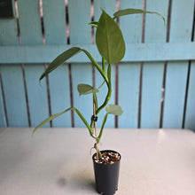 Load image into Gallery viewer, #H215 Philodendron Hastatum 'Silver Sword'