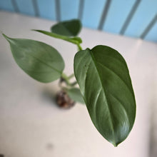 Load image into Gallery viewer, #H215 Philodendron Hastatum 'Silver Sword'