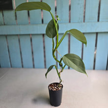 Load image into Gallery viewer, #H215 Philodendron Hastatum 'Silver Sword'