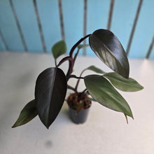 Load image into Gallery viewer, #W25 Philodendron Majesty