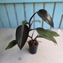 Load image into Gallery viewer, #W25 Philodendron Majesty