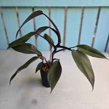Load image into Gallery viewer, #W25 Philodendron Majesty