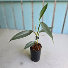 Load image into Gallery viewer, #W2 Philodendron Hastatum 'Silver Snake'