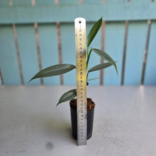 Load image into Gallery viewer, #W2 Philodendron Hastatum 'Silver Snake'