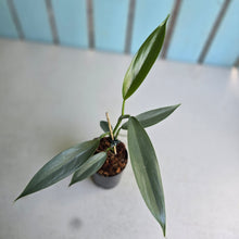 Load image into Gallery viewer, #W2 Philodendron Hastatum 'Silver Snake'