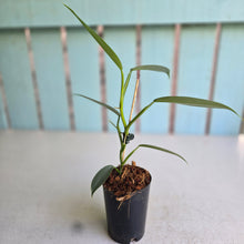 Load image into Gallery viewer, #W2 Philodendron Hastatum 'Silver Snake'