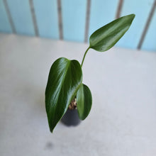 Load image into Gallery viewer, #H55 Monstera Burle Marx Flame