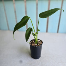 Load image into Gallery viewer, #H55 Monstera Burle Marx Flame