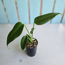 Load image into Gallery viewer, #H55 Monstera Burle Marx Flame