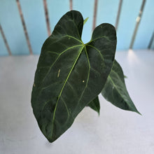 Load image into Gallery viewer, #M93 Anthurium NOID
