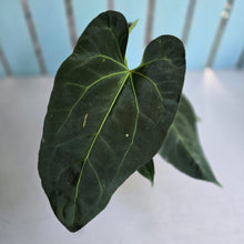 Load image into Gallery viewer, #M93 Anthurium NOID