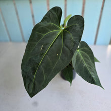 Load image into Gallery viewer, #M93 Anthurium NOID