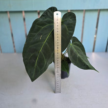 Load image into Gallery viewer, #M93 Anthurium NOID