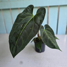 Load image into Gallery viewer, #M93 Anthurium NOID