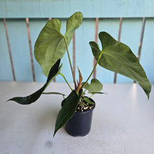 Load image into Gallery viewer, #M93 Anthurium NOID