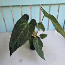 Load image into Gallery viewer, #M93 Anthurium NOID
