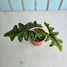 Load image into Gallery viewer, #G27 Alocasia Jacklyn