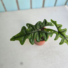 Load image into Gallery viewer, #G27 Alocasia Jacklyn