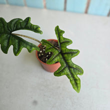 Load image into Gallery viewer, #G27 Alocasia Jacklyn