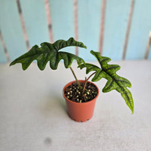 Load image into Gallery viewer, #G27 Alocasia Jacklyn