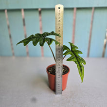 Load image into Gallery viewer, #G27 Alocasia Jacklyn