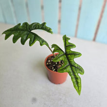 Load image into Gallery viewer, #G27 Alocasia Jacklyn