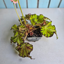 Load image into Gallery viewer, #W34 Begonia Unknown