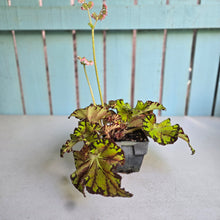Load image into Gallery viewer, #W34 Begonia Unknown