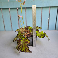 Load image into Gallery viewer, #W34 Begonia Unknown