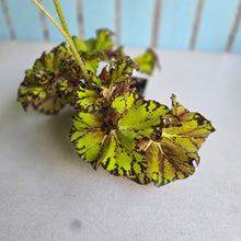 Load image into Gallery viewer, #W34 Begonia Unknown