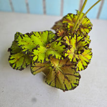 Load image into Gallery viewer, #W34 Begonia Unknown