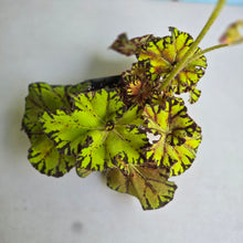 Load image into Gallery viewer, #W34 Begonia Unknown