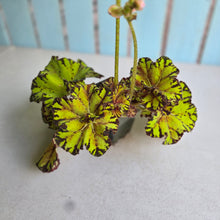 Load image into Gallery viewer, #W34 Begonia Unknown