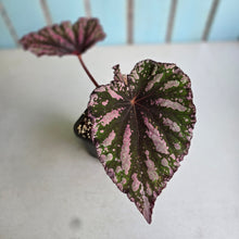 Load image into Gallery viewer, #J552 Begonia Unknown