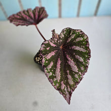 Load image into Gallery viewer, #J552 Begonia Unknown