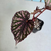 Load image into Gallery viewer, #J552 Begonia Unknown