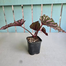 Load image into Gallery viewer, #J552 Begonia Unknown