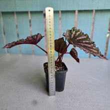Load image into Gallery viewer, #J552 Begonia Unknown