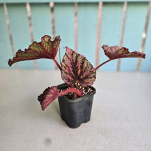 Load image into Gallery viewer, #J552 Begonia Unknown
