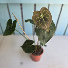 Load image into Gallery viewer, #P4 Anthurium Clarinervium x