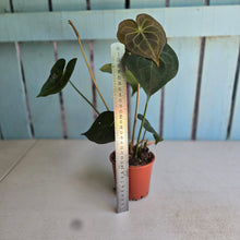 Load image into Gallery viewer, #P4 Anthurium Clarinervium x