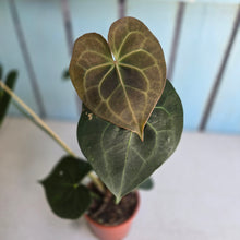 Load image into Gallery viewer, #P4 Anthurium Clarinervium x