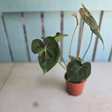 Load image into Gallery viewer, #P4 Anthurium Clarinervium x