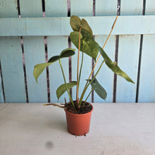 Load image into Gallery viewer, #P4 Anthurium Clarinervium x
