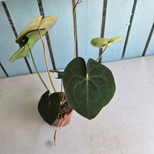 Load image into Gallery viewer, #P4 Anthurium Clarinervium x